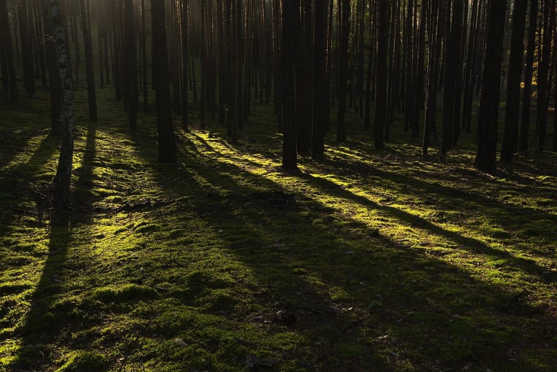 Enchanted Forest